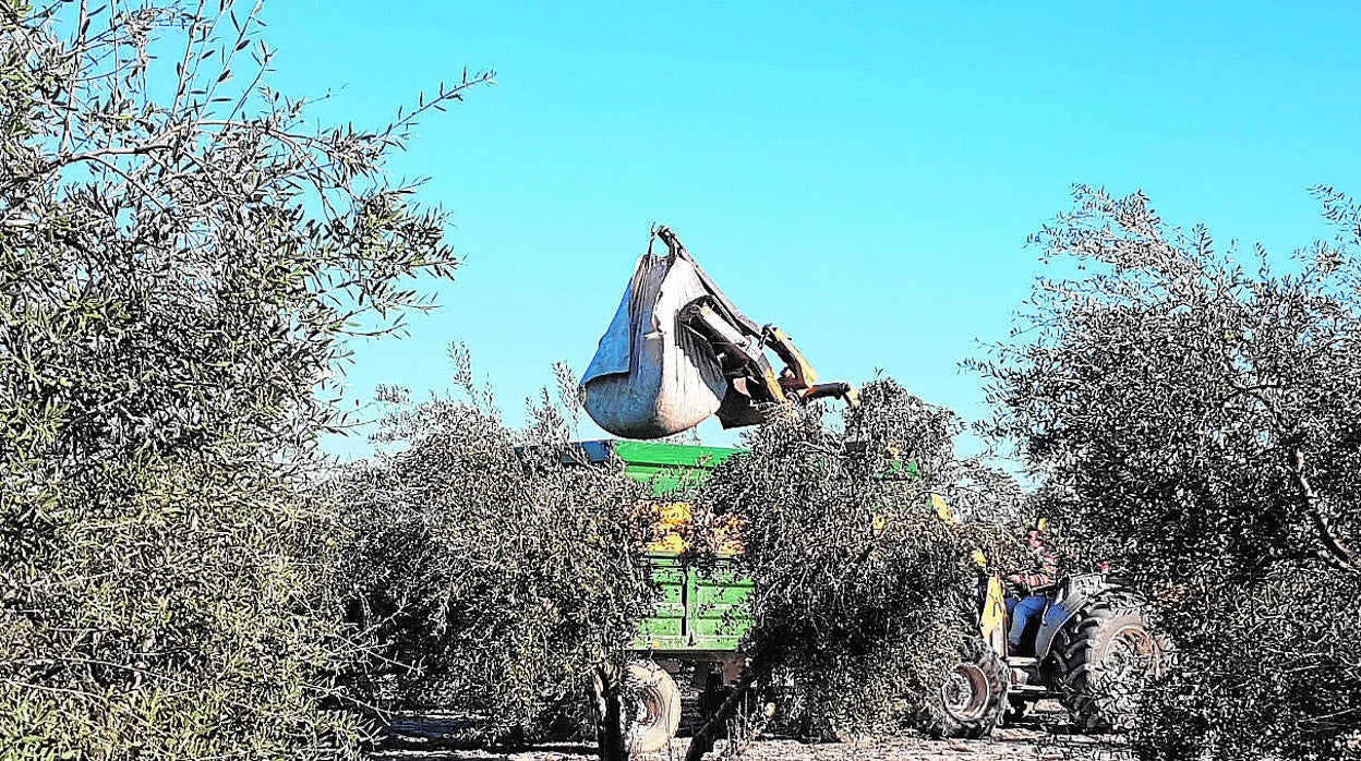 Recogida de aceitunas