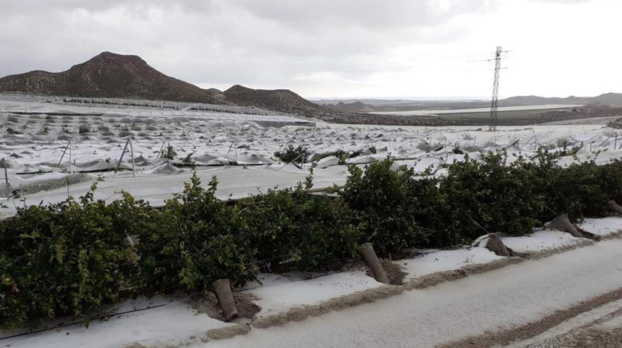 Cultivos afectados por el granizo en Antas.