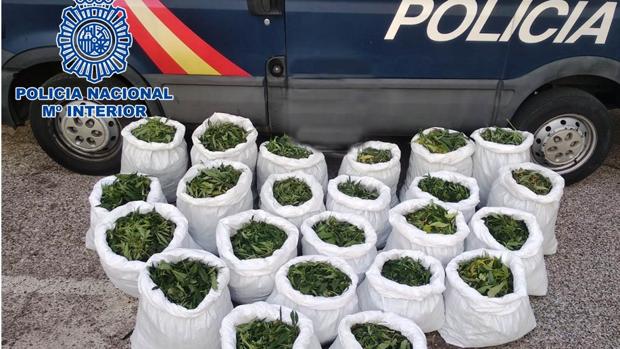 La Policía Nacional desmantela en La Carlota una plantación de marihuana incautándose de casi 125 kilos