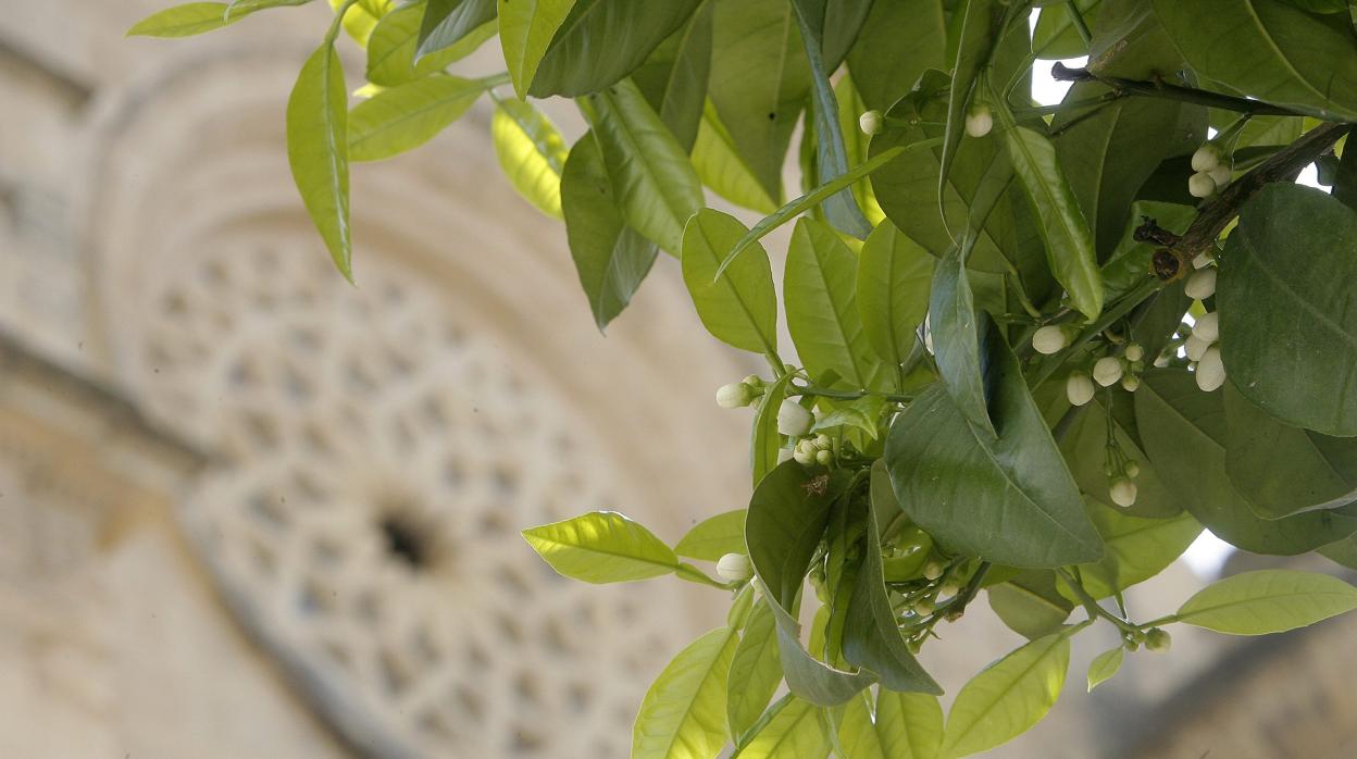 Azahar en un naranjo de Córdoba