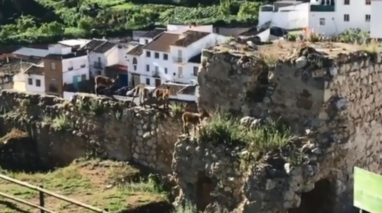 Cabras montesas campan a sus anchas por el recinto amurallado de Luque