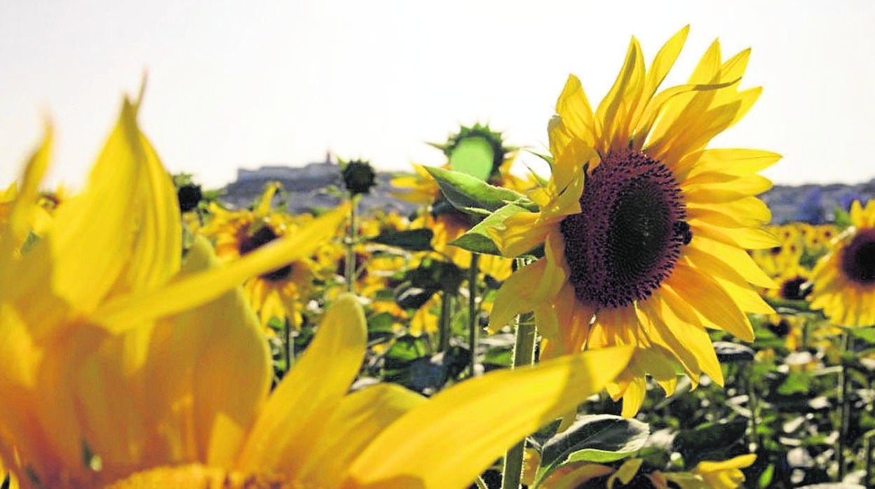 Campo de girasoles a punto de su recolección