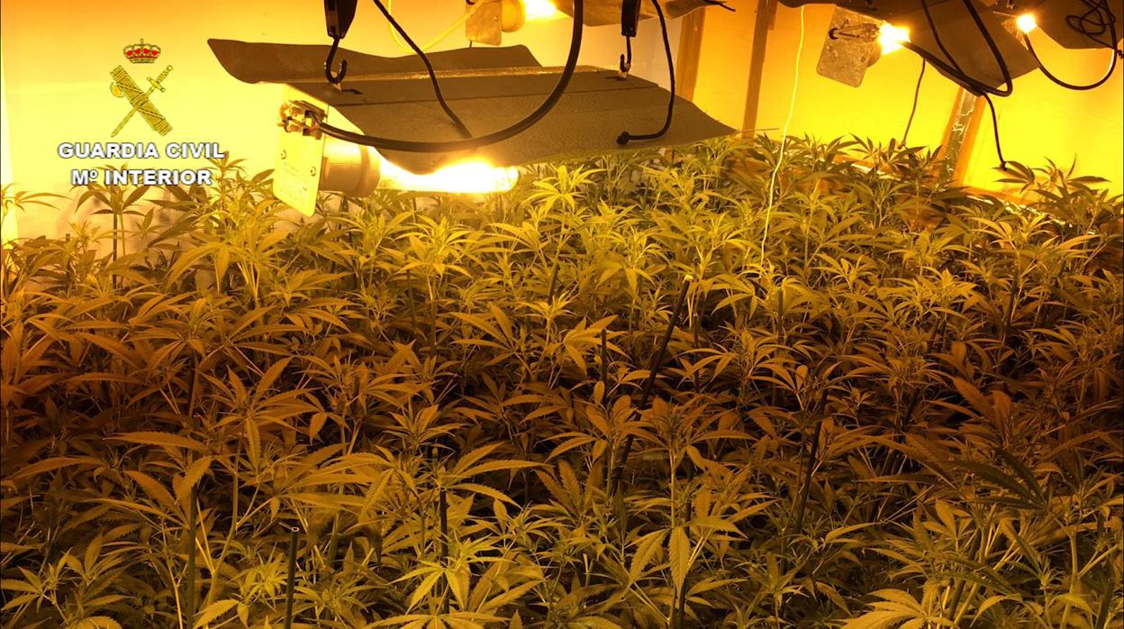 Golpe al tráfico de marihuana | 22 detenidos y 16 puntos de venta desmantelados en Puente Genil