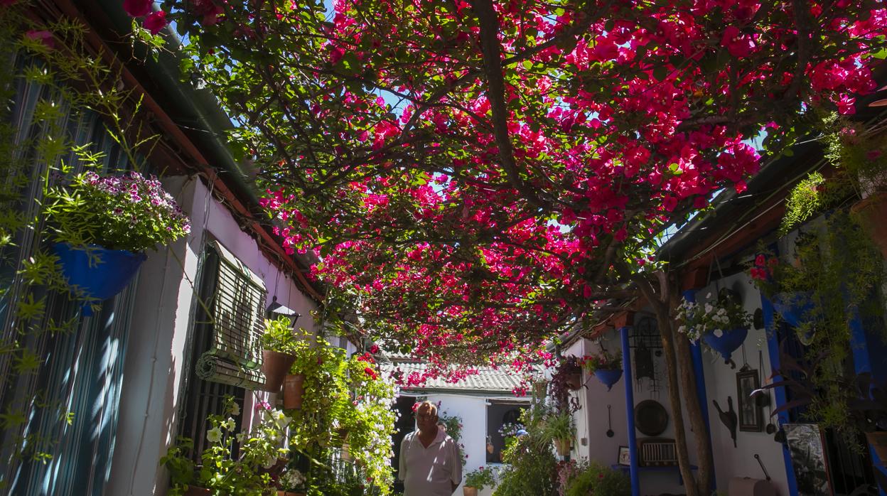 Imagen de un patio de Marroquiés en la edición de los Patios de 2019