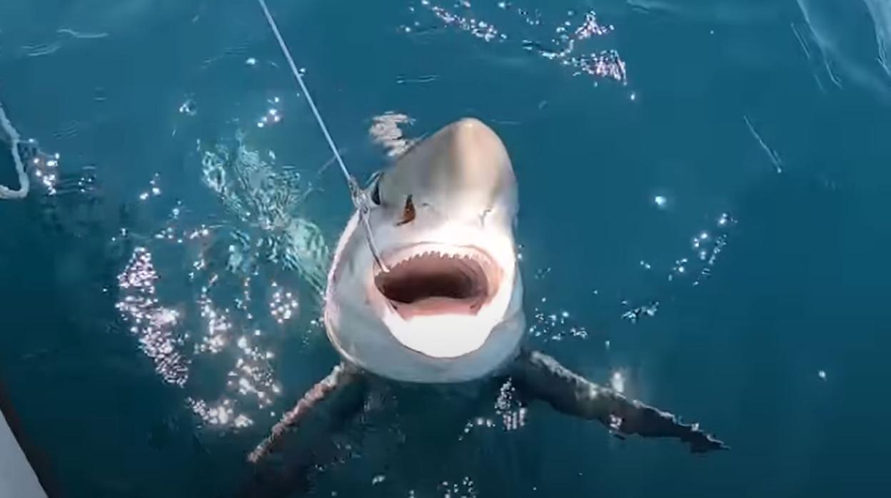 El ejemplar de tiburón avistado en las playas de Huelva