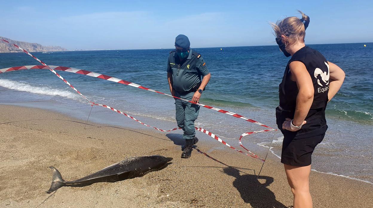 Un técnico de Equinac y la Guardia Civil a la espera del traslado de un delfín en la costa almeriense.