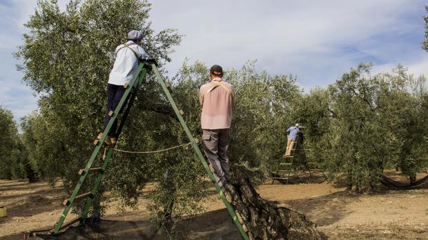 La Junta y las organizaciones agrarias prevén una campaña del olivar con más producción en Córdoba