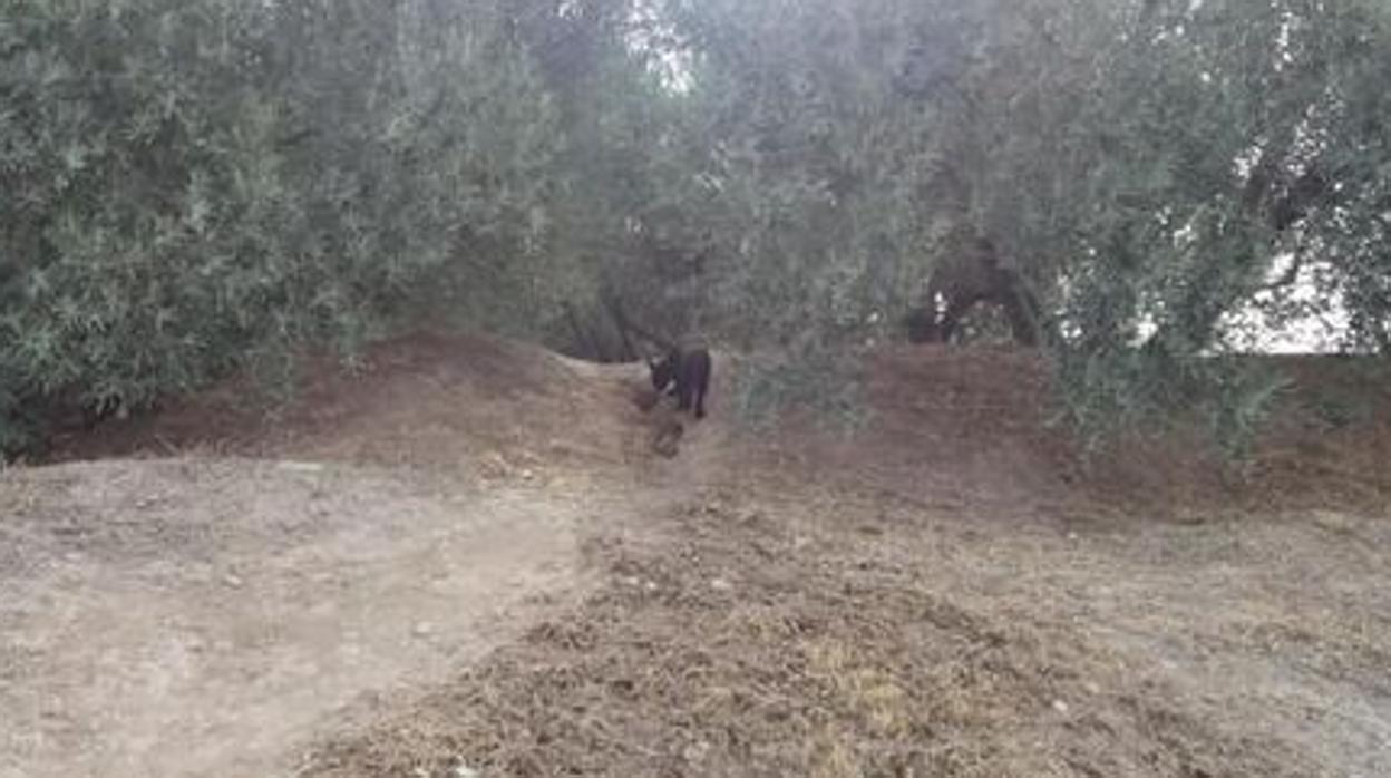 Primera imagen de la supuesta pantera