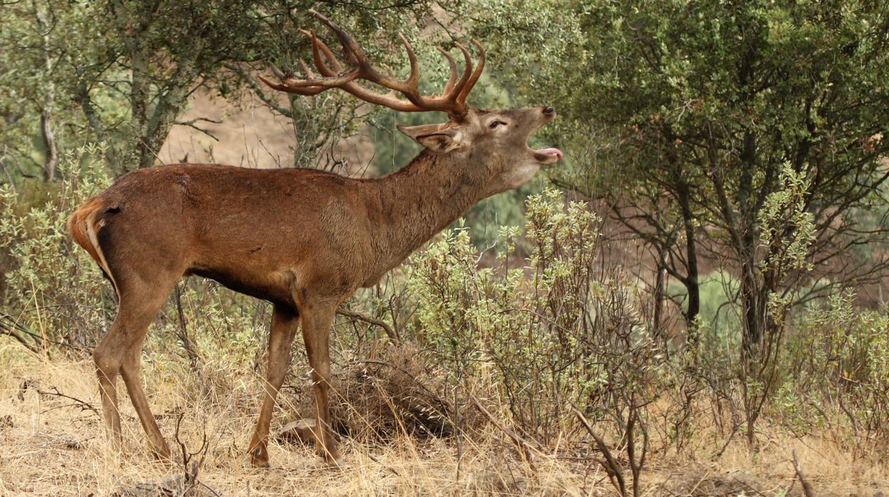 Berrea del ciervo en la Sierra de Córdoba