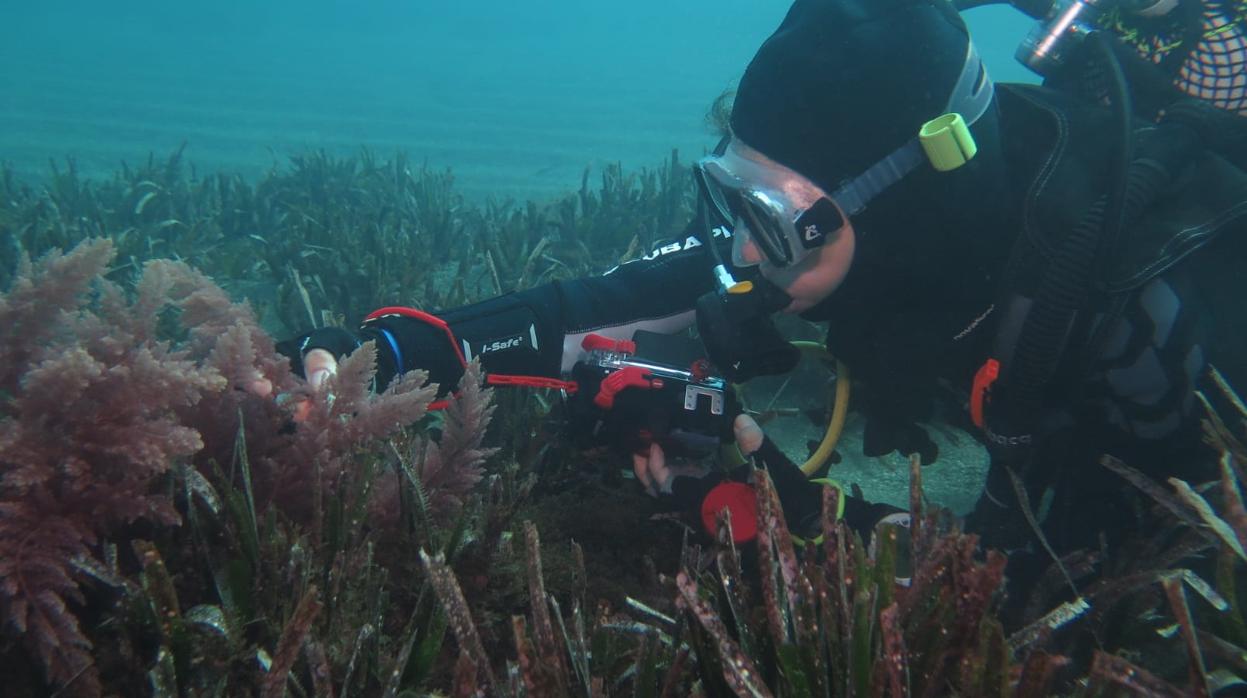 Altamirano, en una inmersión a una pradera de Posidonia invadida por el alga frente a la costa de Castell de Ferro (Granada)