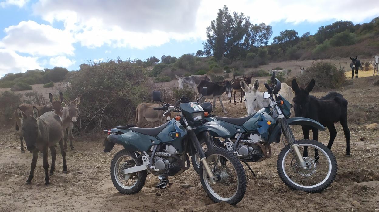 Algunos de los burros abandonados por este tratante, junto a dos motos del Seprona