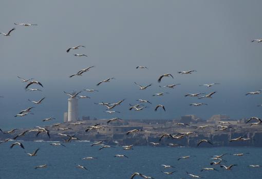 Cigüeñas cruzando por la parte más al sur de la Península ibérica, la isla de las Palomas en Tarifa