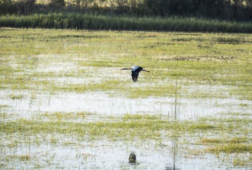 La presencia de cangrejos rojos en Doñana hace que muchos ejemplares se queden en el parque nacional, como este ejemplar