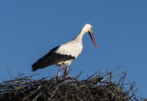 Ejemplar joven de cigüeña en el parque de Doñana