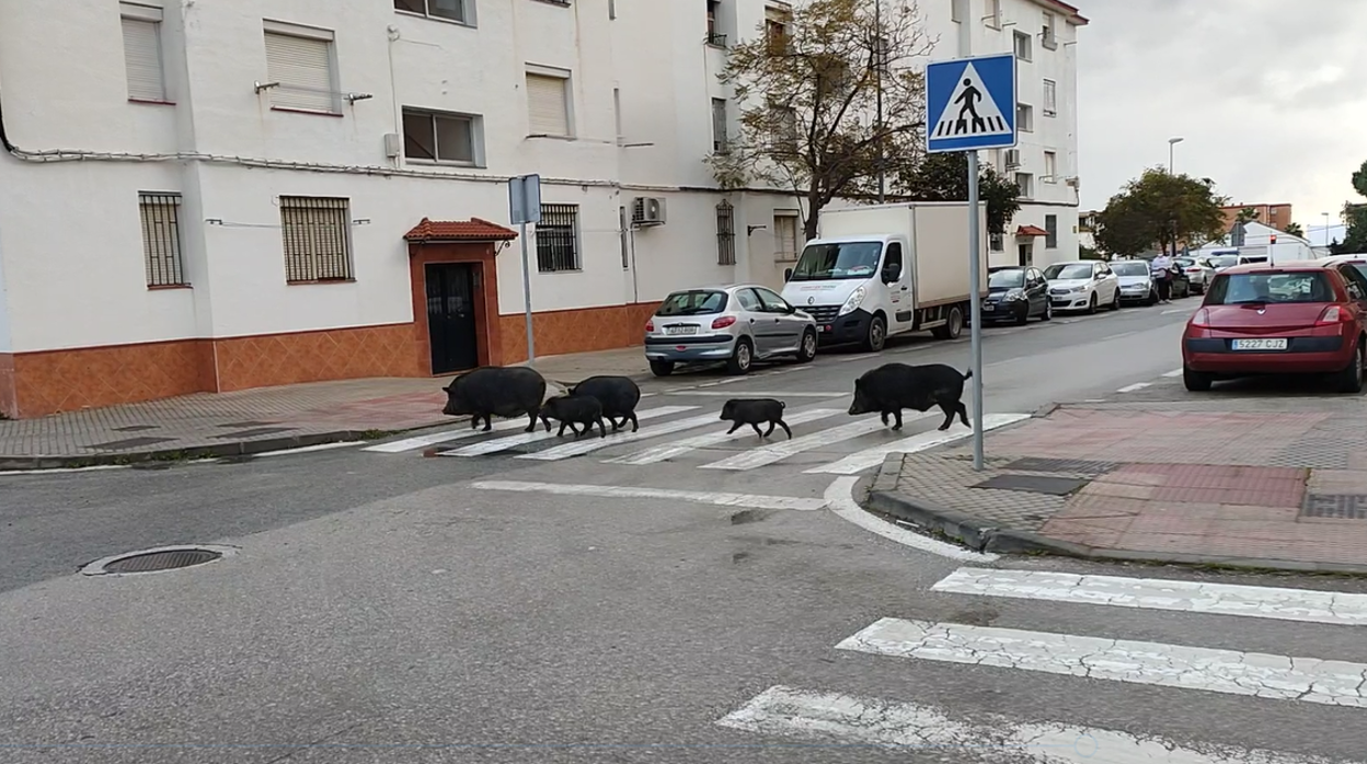 Imágenes captadas por un vecino en la barriada algecireña de La Piñera