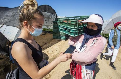 La manijera controla mediante un móvil la recolección