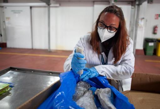 Imagen de la inspección a una partida de pescado