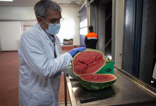 Un inspector del PCF de Algeciras, durante el control fitosanitario a una sandía