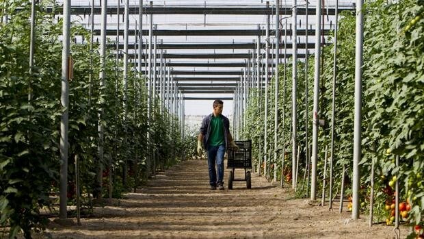 Sale a la luz la «megalópolis ilegal» del tomate que construye el rey de Marruecos en el Sahara
