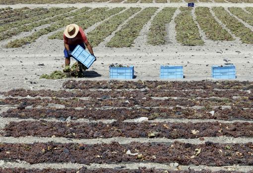 Montilla-Moriles | La próxima vendimia apunta a una nueva bajada de la cosecha de uva