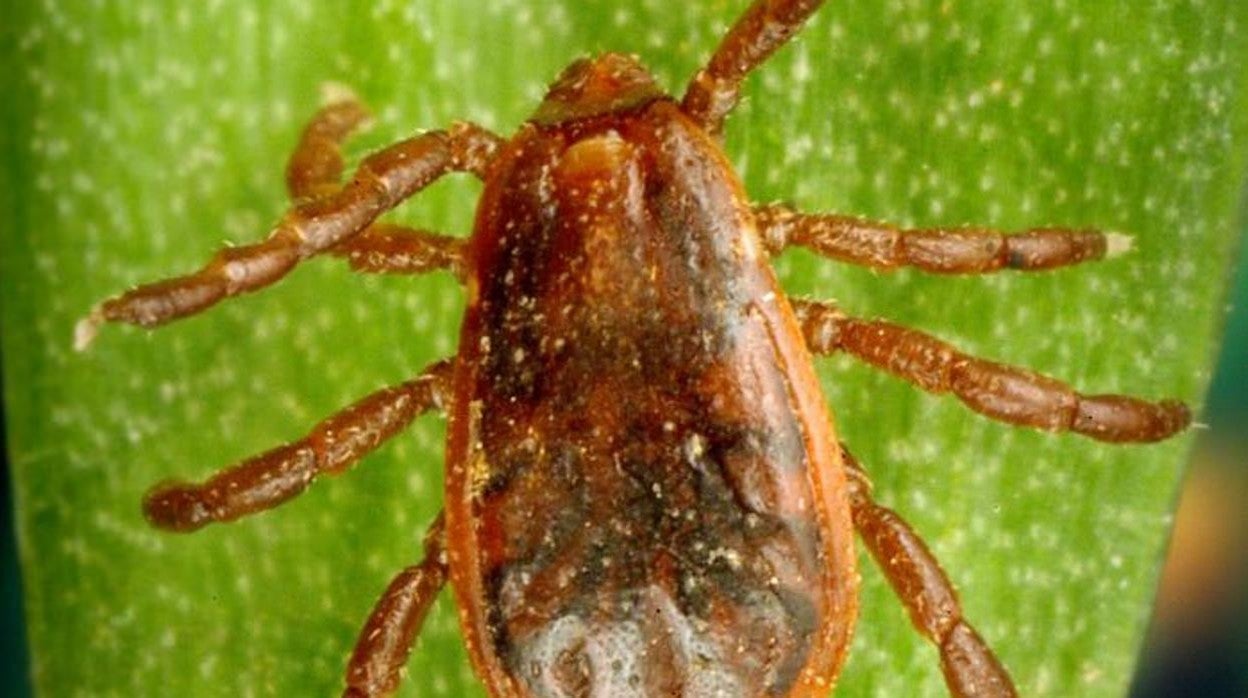 Las garrapatas pueden transmitir enfermedades graves al ser humano