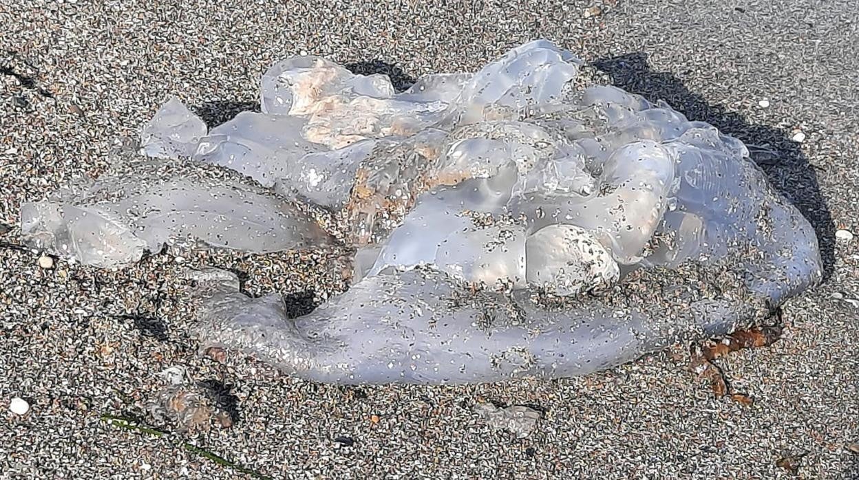 Una de las medusas localizadas ayer en Almería.