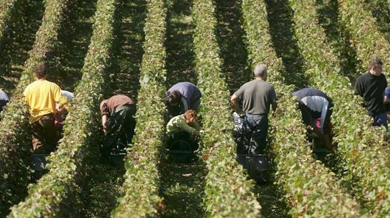 Trabajadores en la vencimia francesa