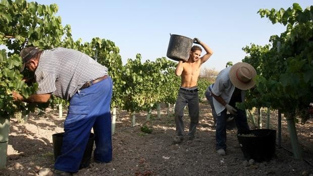 El campo de Córdoba, en vilo por los daños de las altas temperaturas en las cosechas y la ganadería