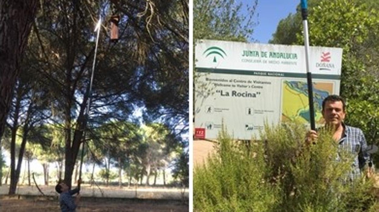 El ganadero andevaleño Paco Volante instala una de las ‘casas’ de madera en un árbol del Parque Nacional