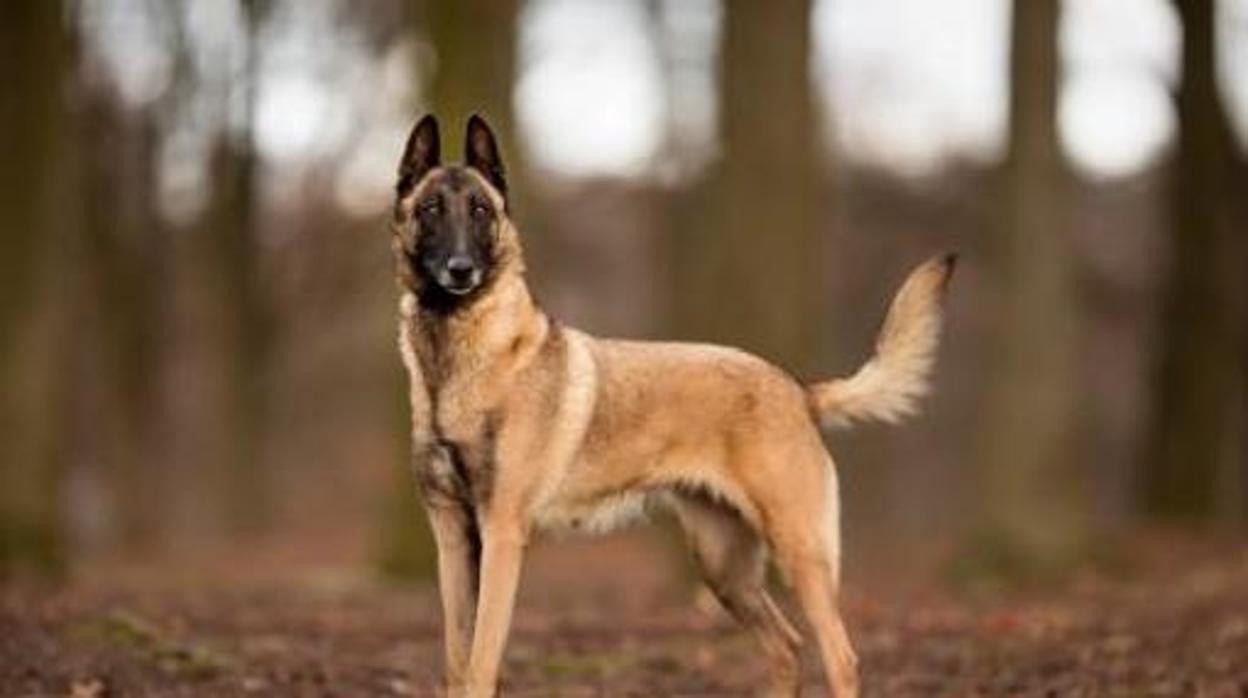 Perro de la raza pastor belga malinois
