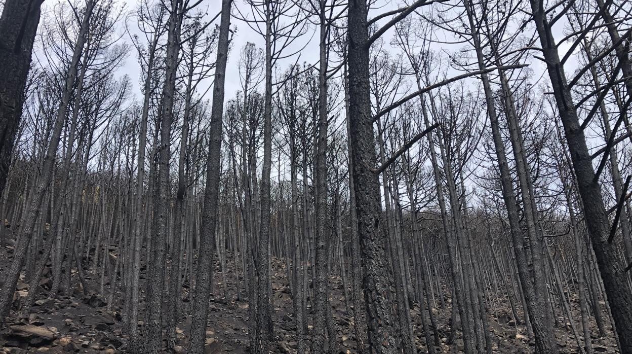 Bosque quemado en Genaguacil