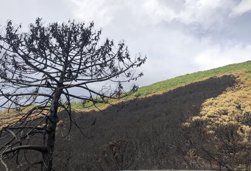 Terreno quemado cerca del segundo foco de origen del incendio