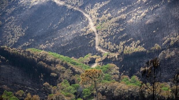Una ‘serpiente’ de esperanza entre las cenizas de Sierra Bermeja