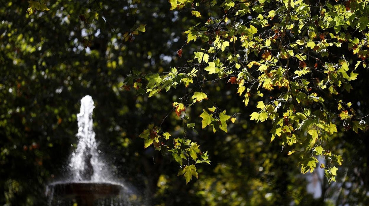 Hojas doradas por el sol en la plaza de Colón