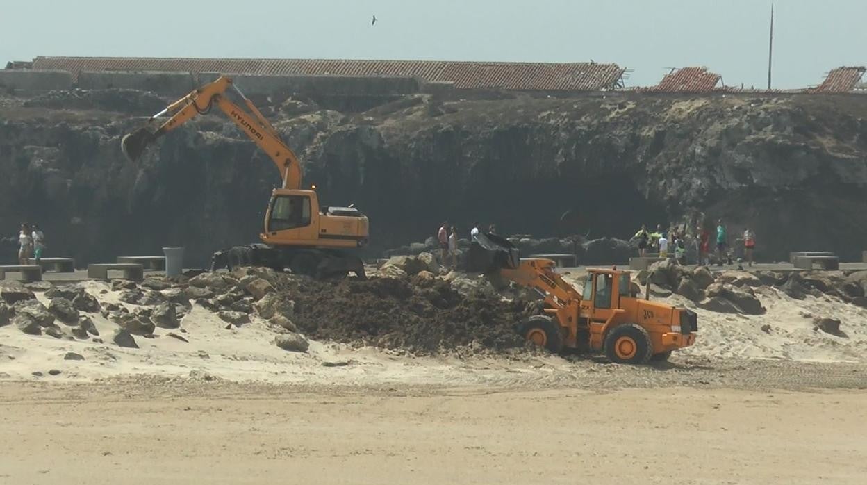Imagen de la retirada de arribazones del alga asiática en una playa del Campo de Gibraltar