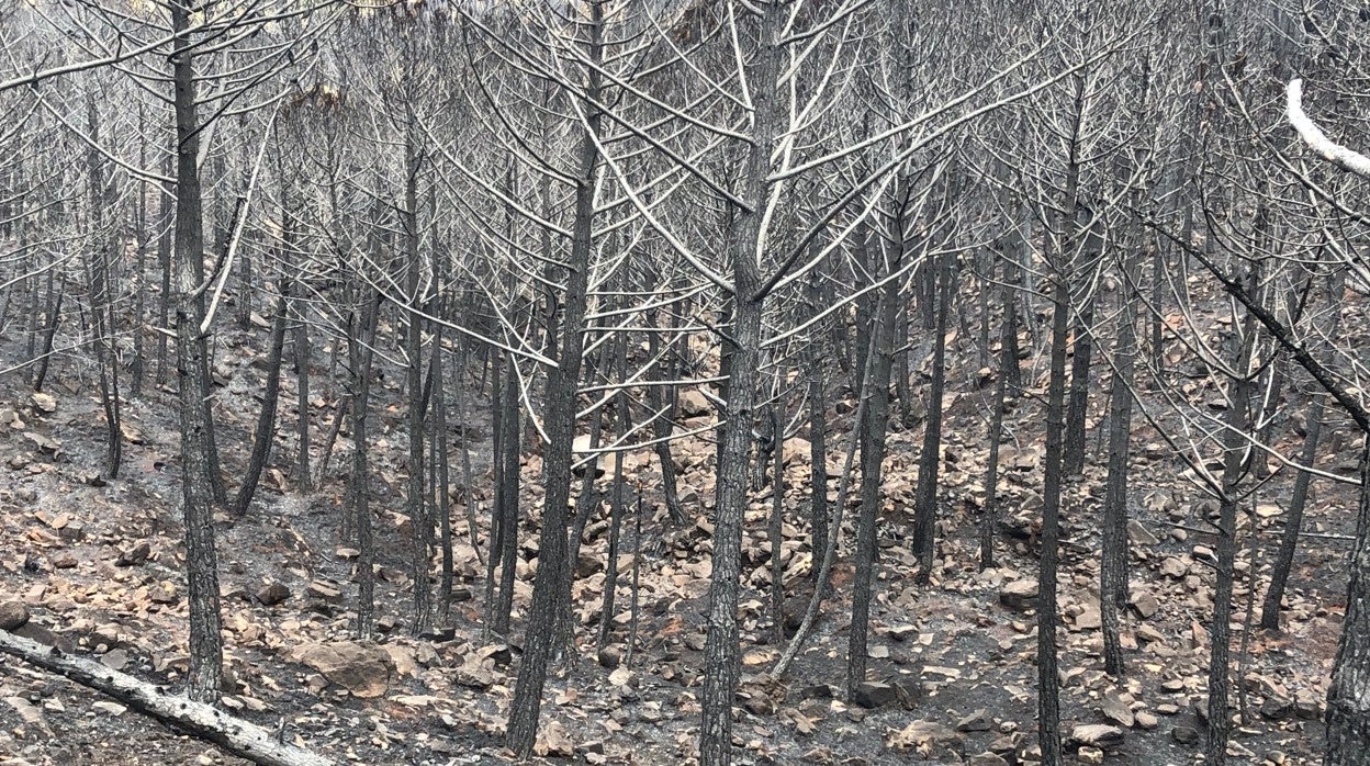 Zona calcina en Sierra Bermeja