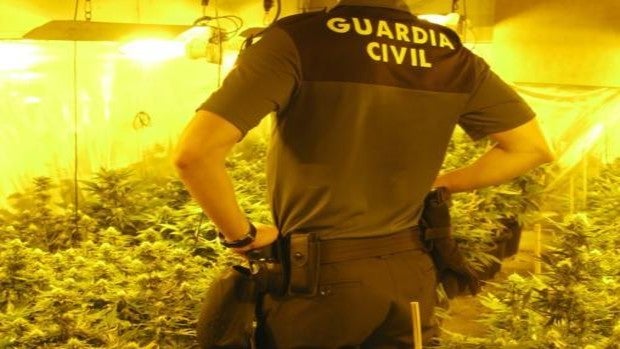 Un agente de la Guardia Civil, ante una plantación indoor
