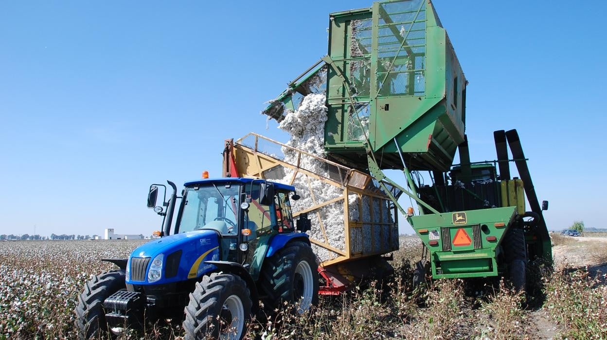 Laborses de recogida de algodón en un campo de la Vega del Guadalquivir