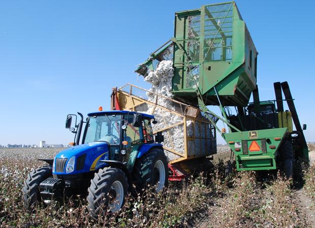 El algodón acaba la campaña en Córdoba con más cosecha y mejores precios por kilo