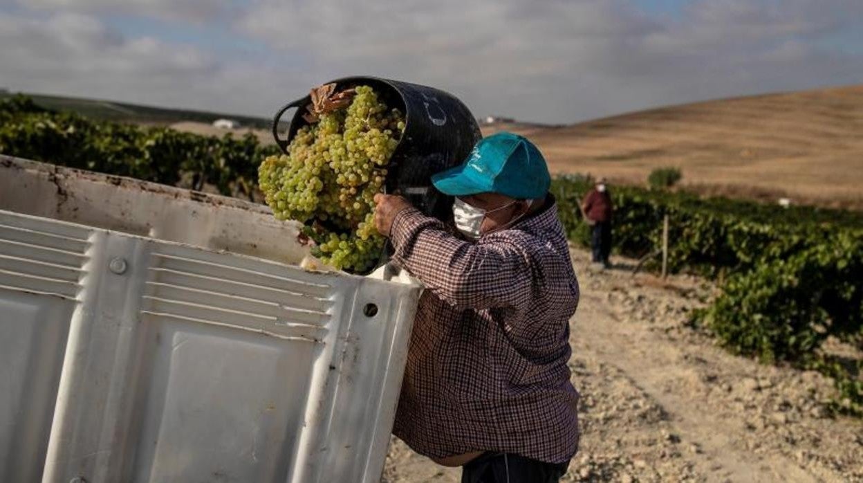 Un trabajador en la recogida de la uva en el marco vitivinícola de Jerez, en Cádiz