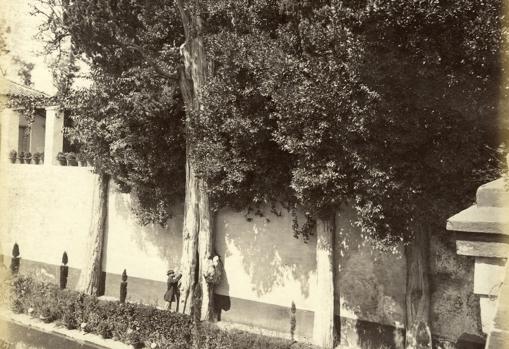 El Ciprés de la Sultana en Generalife a finales del Siglo XIX