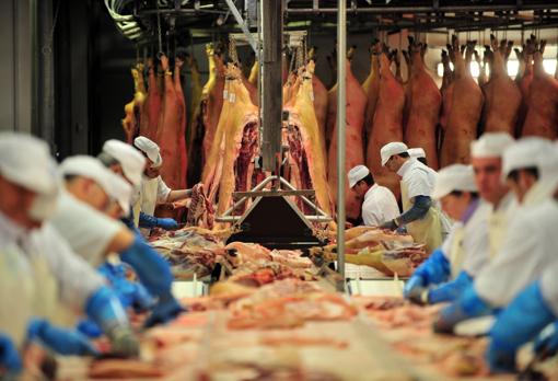 Matadero de Covap, el único que opera en Los Pedroches