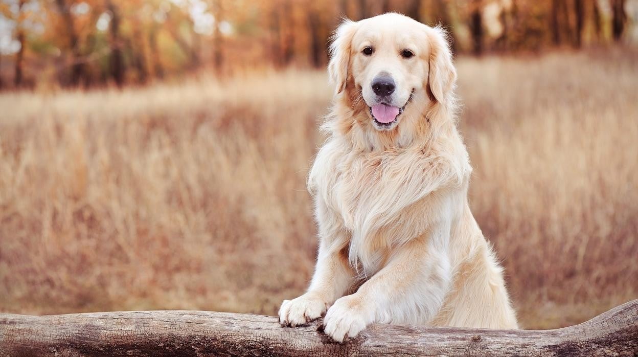 Perros y gatos son ahora un miembro más de la familia