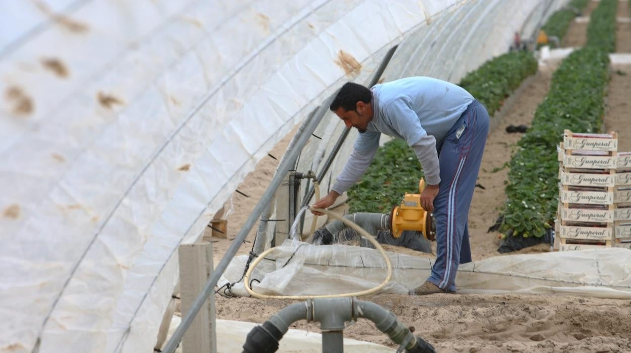 El 80 por ciento de la fresa de Huelva se produce en la Corona Norte de Huelva