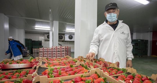 La empresa Doñana 1998 de Almonte, donde cultivan fresas "premiun" por su gran tamaño