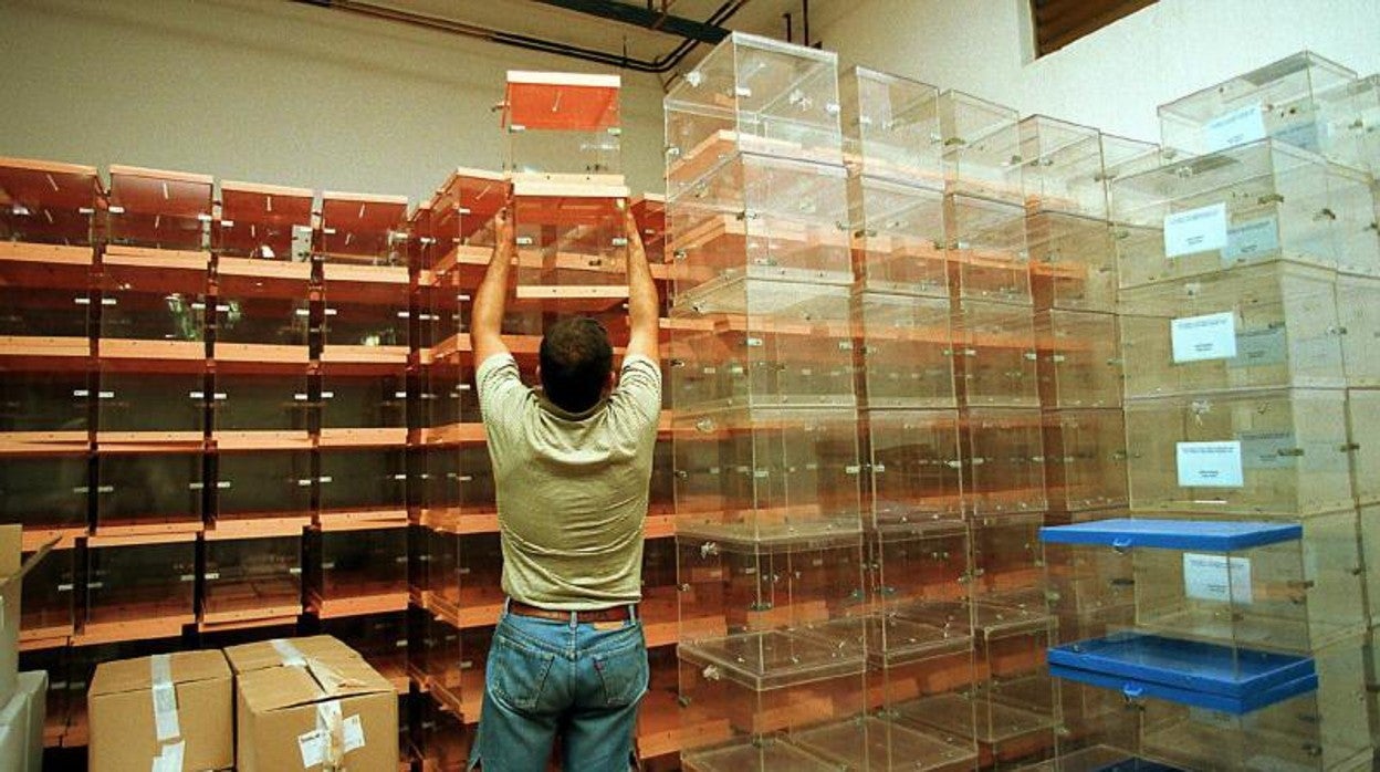 Si hay que votar a mediados de mayo, una semana de la campaña electoral coincidiría con la Feria de Sevilla. En la imagen, preparando las urnas electorales