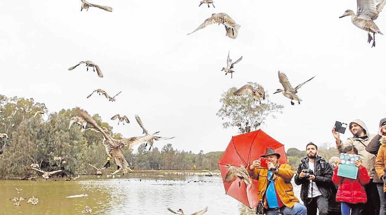 Suelta de cercetas en Sevilla
