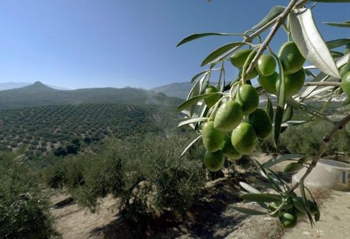 Olivar de Jaén