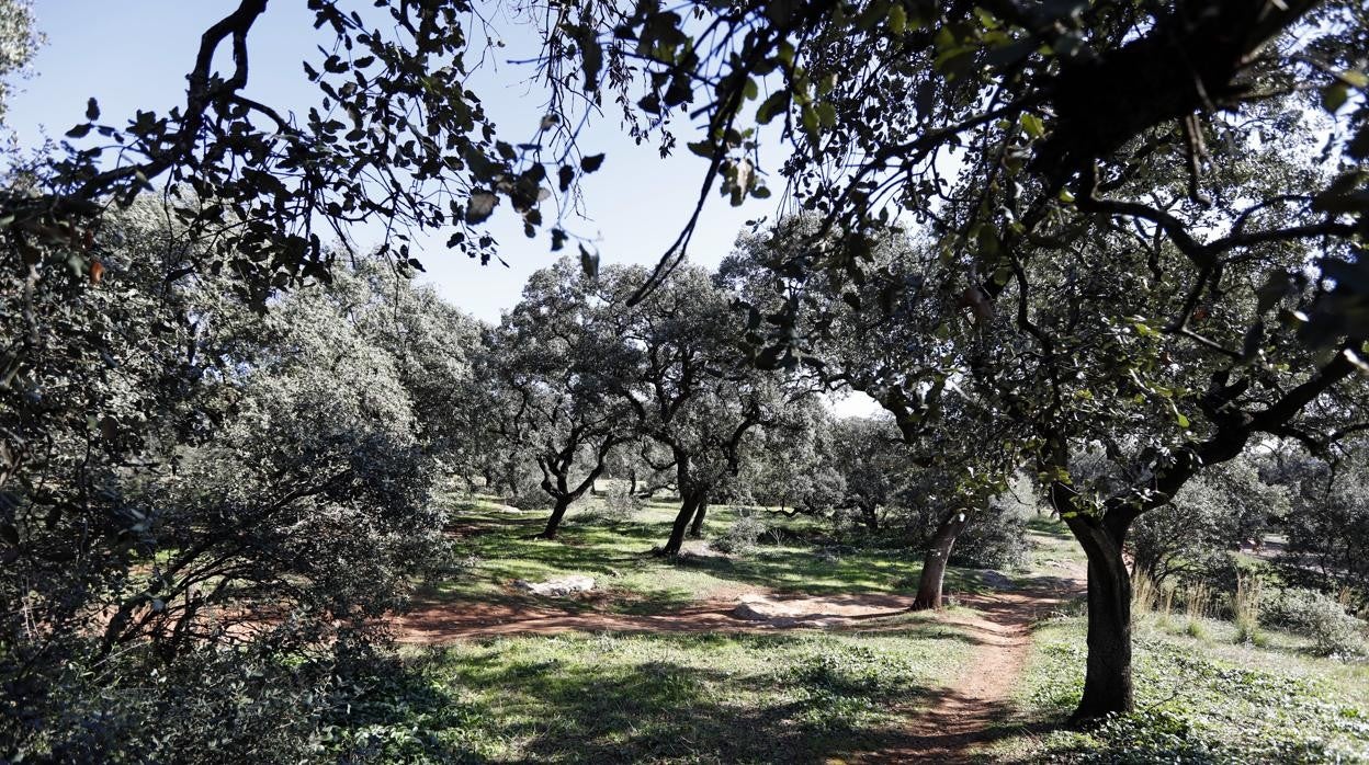 Futuro parque periurbano del Patriarca