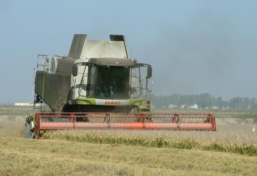 Cosechadora de cereal